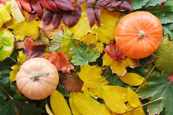 Bellissimi colori dell'autunno — Foto Stock