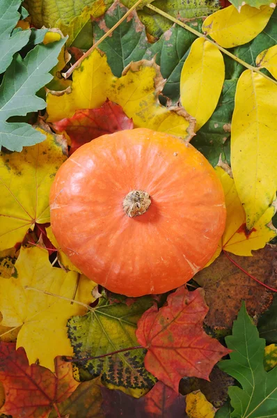 Orange Pumpkin — Stock Photo, Image