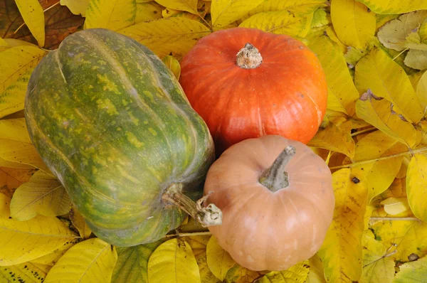 Pumpkins at the autumn — Stock Photo, Image