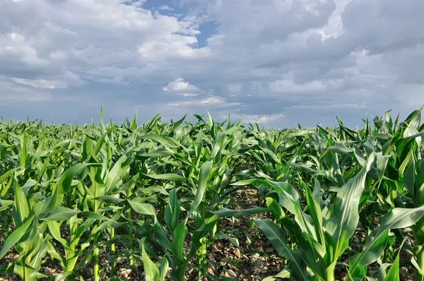 Corn Field — Stock Photo, Image