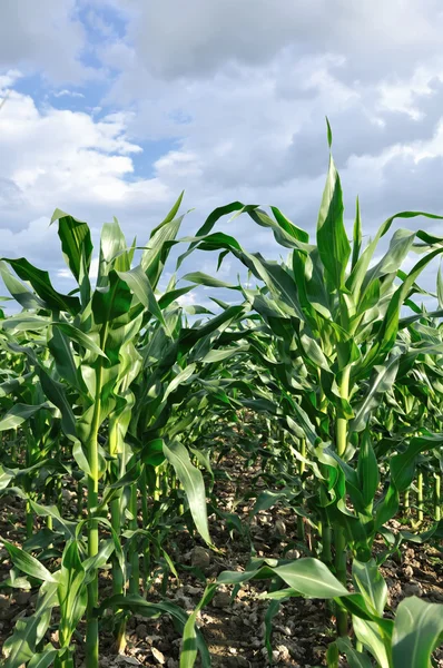 Campo de maíz verde — Foto de Stock