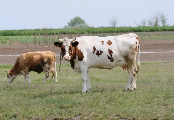 stock image Cows in the meadow