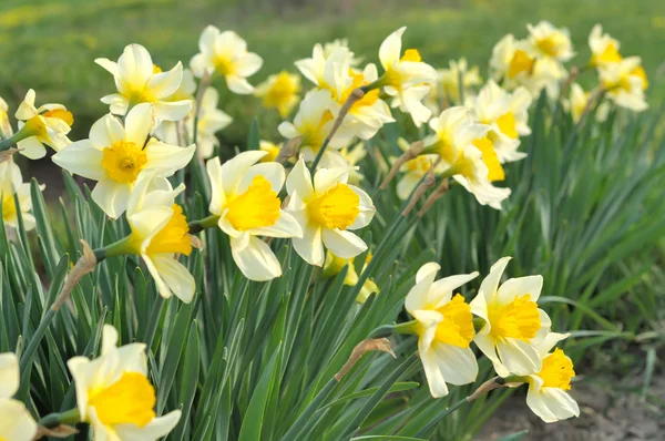 stock image Daffodils