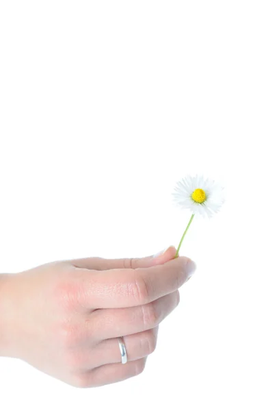 Жінка квіткою руки — стокове фото