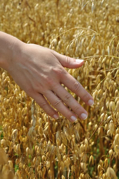 Girl hand in golden field — Stock Photo, Image