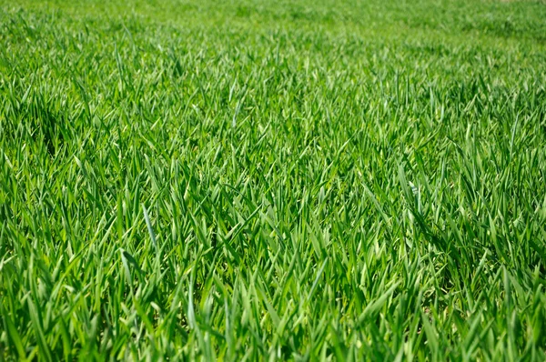 stock image Green grass