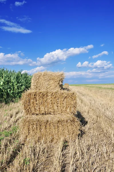 Урожай пшеницы — стоковое фото