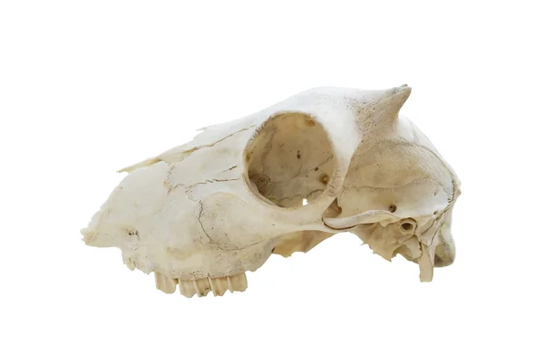 Zwierzęca czaszka i — Zdjęcie stockowe