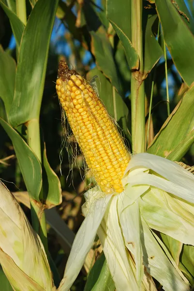 Oreja de maíz — Foto de Stock