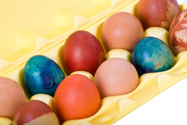 동부 계란 — 스톡 사진