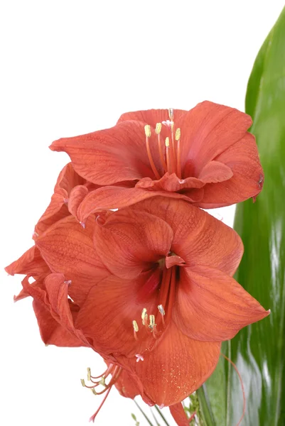 Kırmızı lilly — Stok fotoğraf