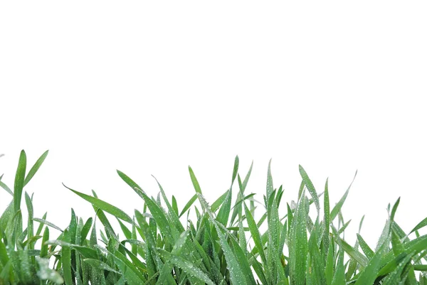 stock image Green grass