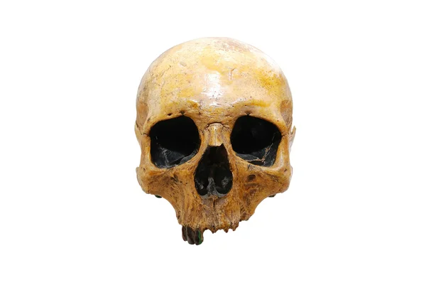 Human skull — Stock Photo, Image