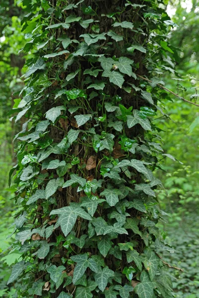 Strom se spoustou listů kolem ní — Stock fotografie