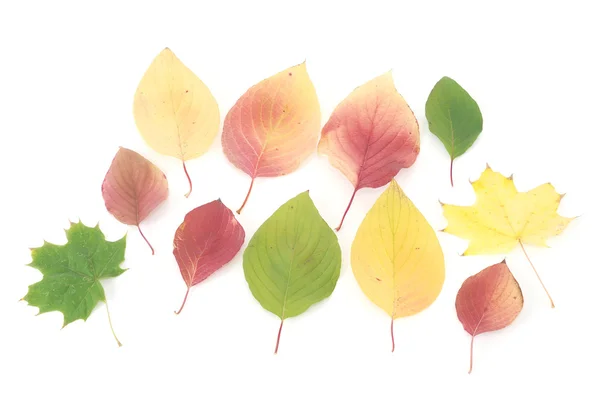 Folhas de outono — Fotografia de Stock