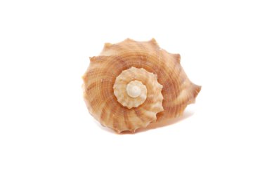 Spiral Seashell clipart