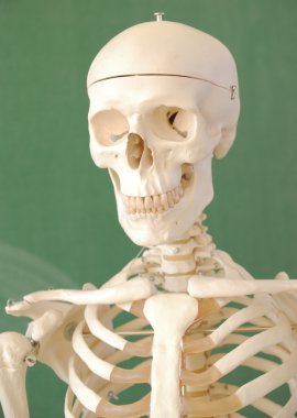 Skeleton clipart