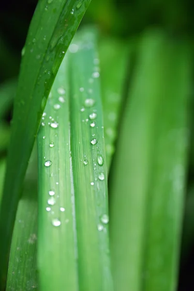 stock image Rain drops