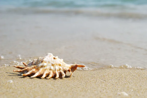 Kagyló homokos strandon — Stock Fotó
