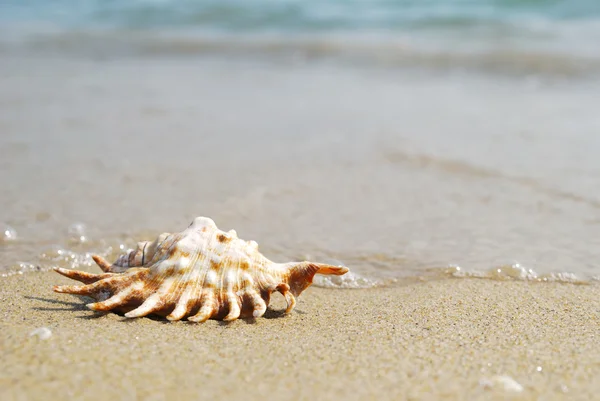 Seashell on sandy beach — Stock Photo, Image