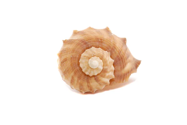 Spiral seashell — Stockfoto