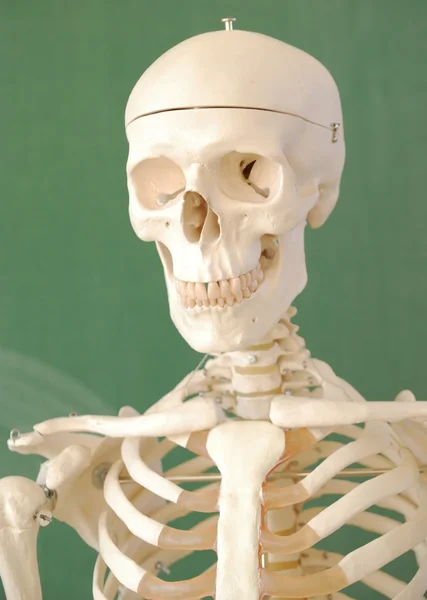 Esqueleto — Fotografia de Stock