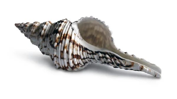 흰 배경에 있는 조개 껍질 — 스톡 사진