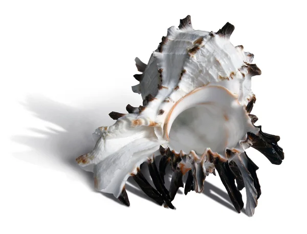 White and dark brown seashell on the white background — Stock Photo, Image