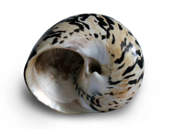 Seashell on the white background — Stock Photo, Image