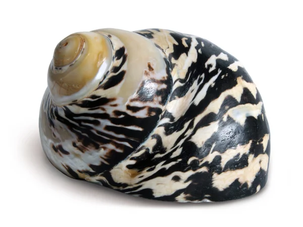 Seashell on the white background — Stock Photo, Image