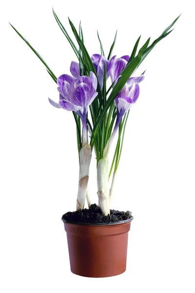 Stock image Crocus in the flowerpot