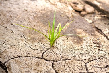 Green plant growing from cracked earth. New life. clipart