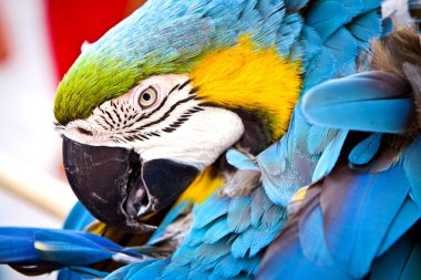 Scarlet macaws, papağan