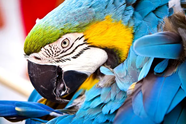 Röd Ara, papegoja — Stockfoto