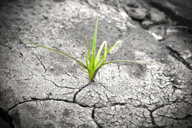 Green plant growing from cracked earth. New life. clipart