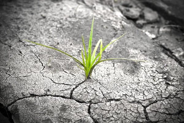 Repedt föld zöld növénytermesztés. új élet. — Stock Fotó