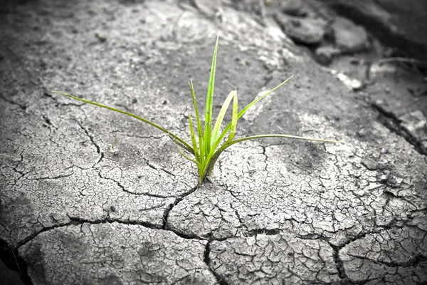 stock image Green plant growing from cracked earth. New life.