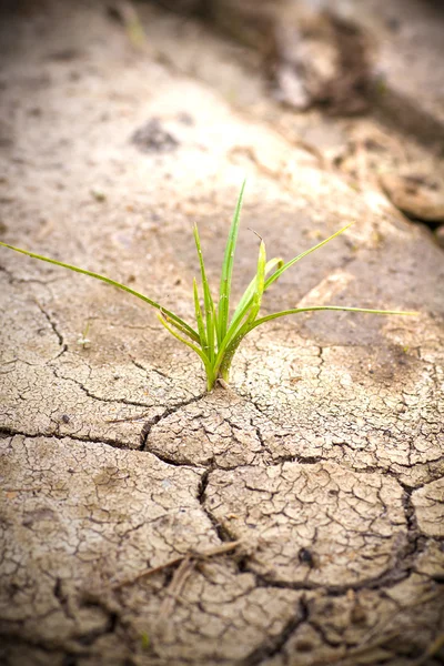 stock image Green plant growing from cracked earth. New life.