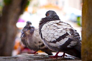 Dove. pigeon in fountain. clipart