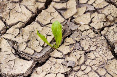 Green plant growing from cracked earth. New life. clipart