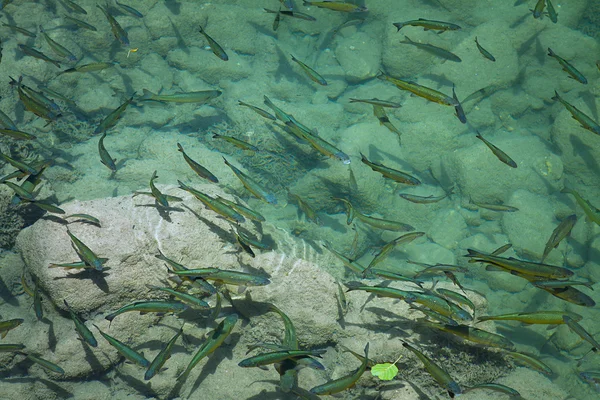 Los peces en abundancia nadan — Foto de Stock
