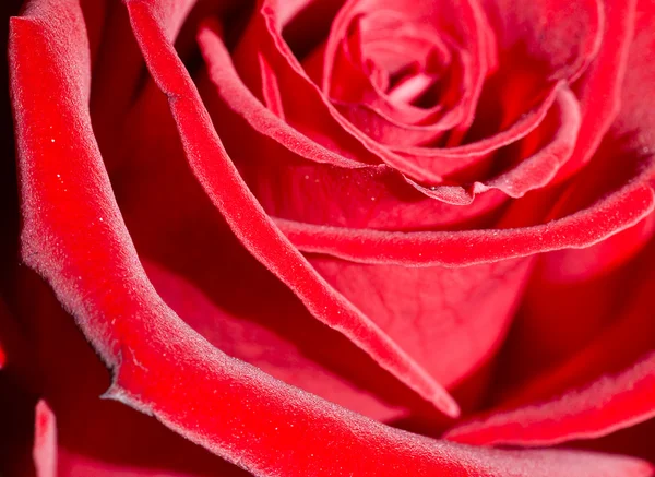Red rose macro — Stock Photo, Image