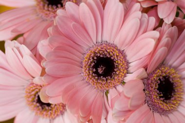 Gerbera Daisy Background. clipart