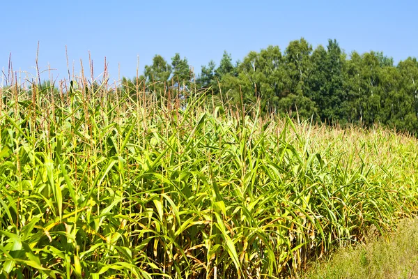 Поле здорової кукурудзи — стокове фото