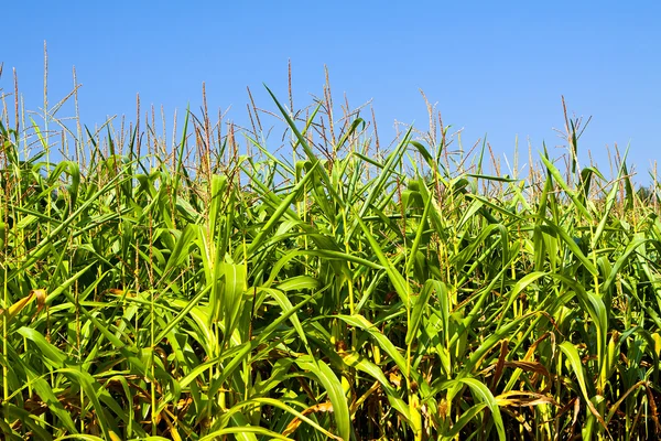 Field of healthly corn — Stock Photo, Image
