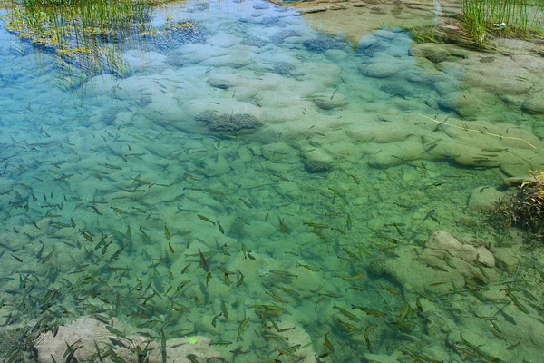 Los peces en abundancia nadan — Foto de Stock