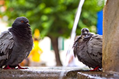 Dove. pigeon in fountain. clipart