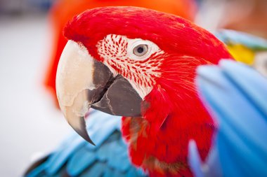 Scarlet macaws, parrot clipart