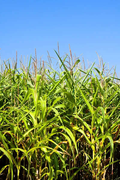 Feld mit gesundem Mais — Stockfoto