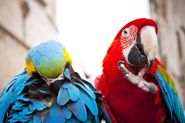 Scarlet macaws, parrot — Stock Photo, Image